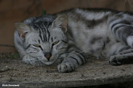 צילום: izhak Bendavid