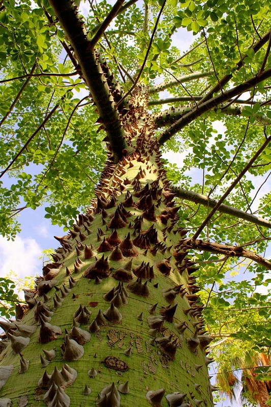 צילום: רונן  דורון