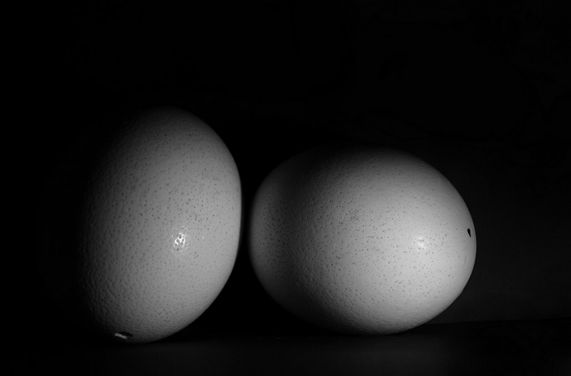 ביצים בחשכה