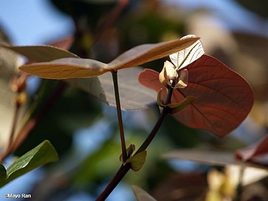 צילום: Mayo Ran