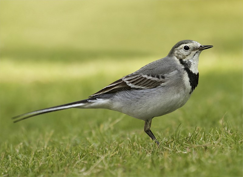 צילום: שלומי דביר