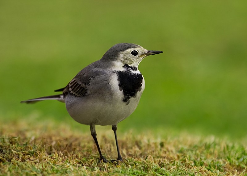 צילום: שלומי דביר