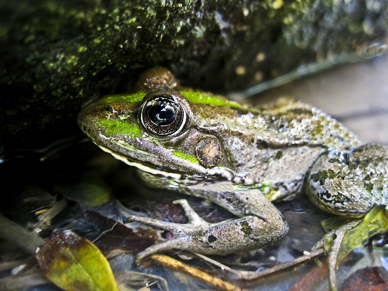 מלכת הביצה במצב רביצה 