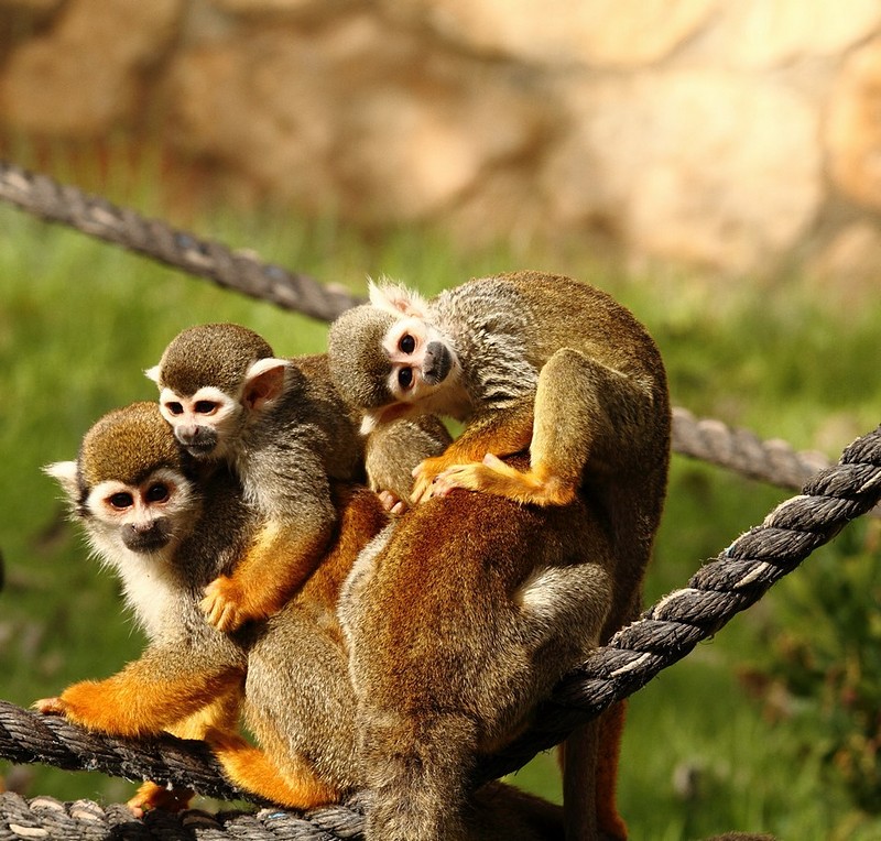 צילום משפחתי