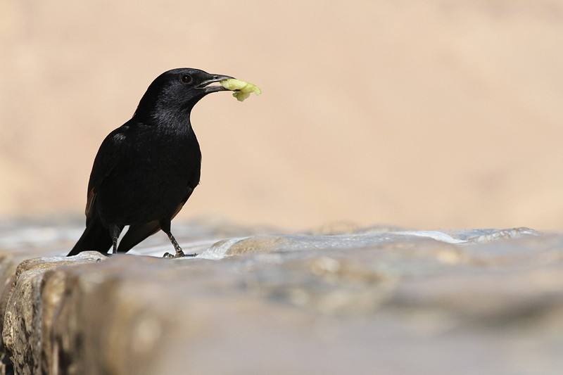 צילום: רינת טובלי