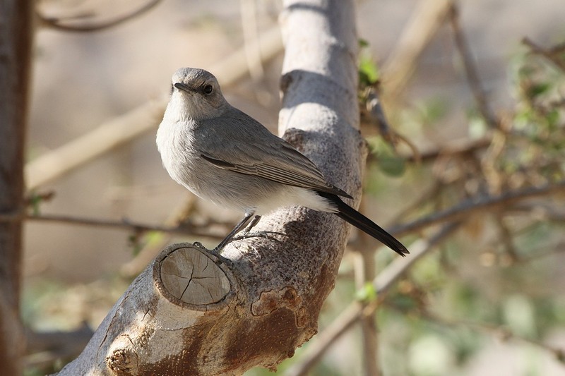 צילום: רינת טובלי