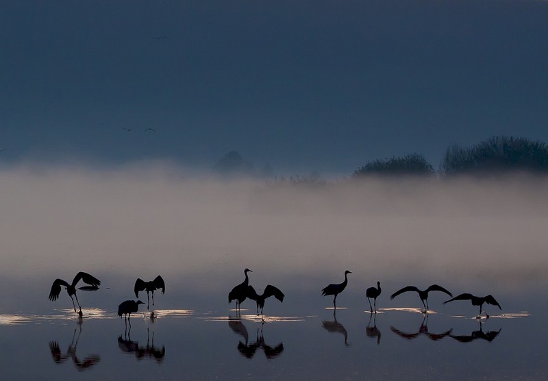 Cranes at Dawn
