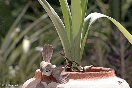 צילום: izhak Bendavid