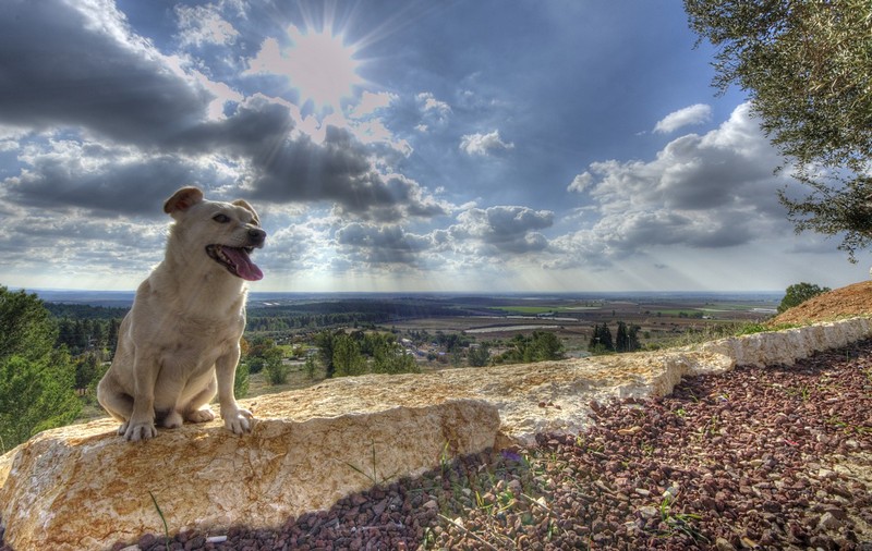 כלב של יום חדש