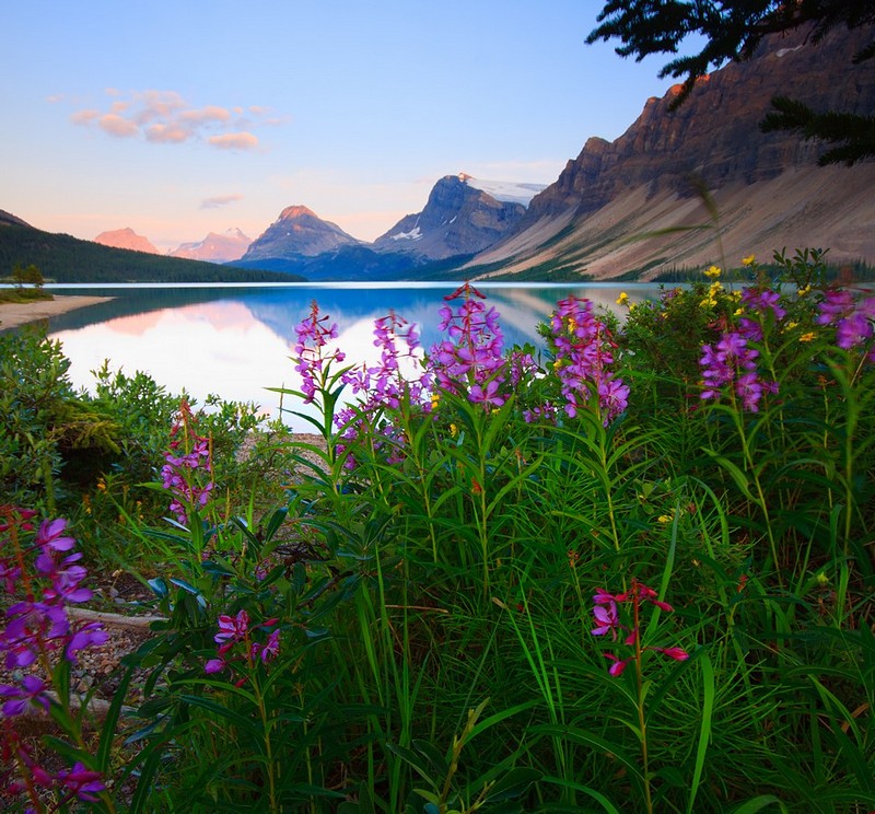 פריחה בהרי הרוקי