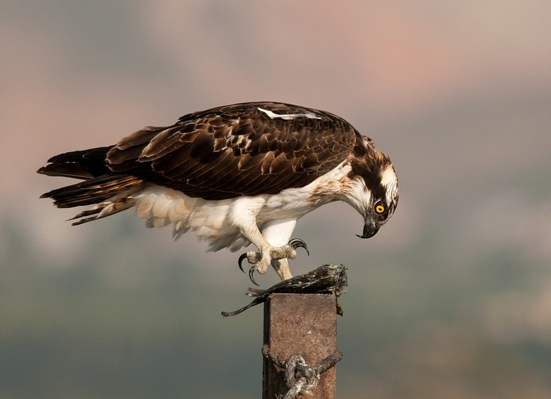 טפריי  הברזל