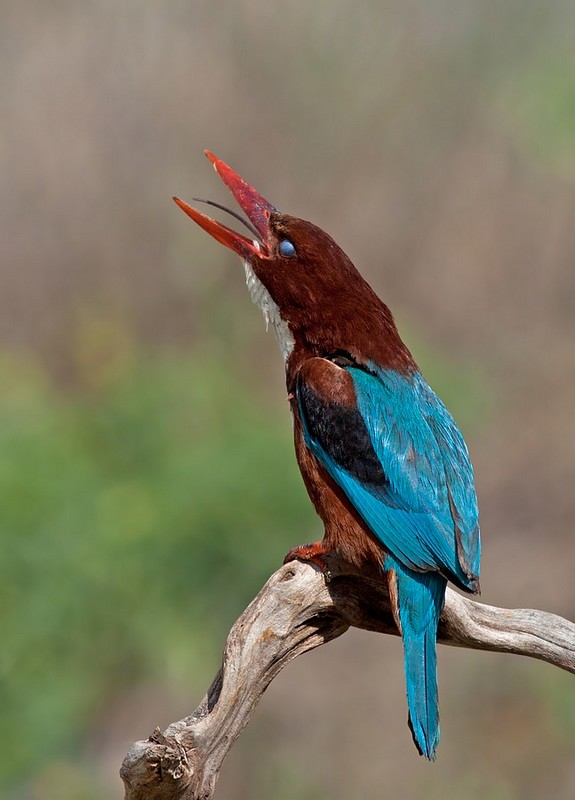תפילה לאלים