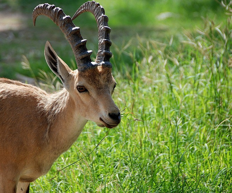תן לאכול בשקט! טוב?