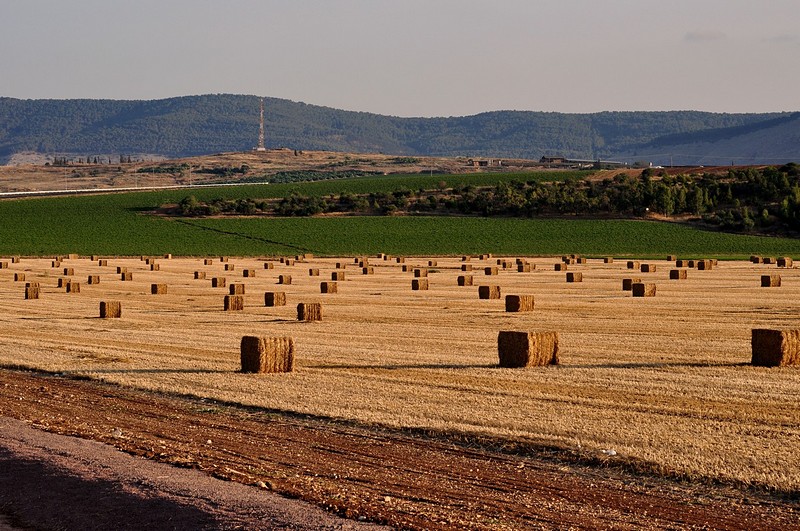 צילום: דוד  רוחס
