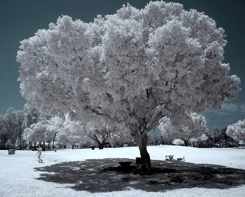 העץ הלבן והצל השחור