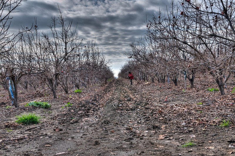 מטע של שקט לפני הסערה