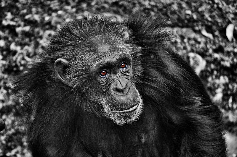 אילו עיניים יכלו לדבר