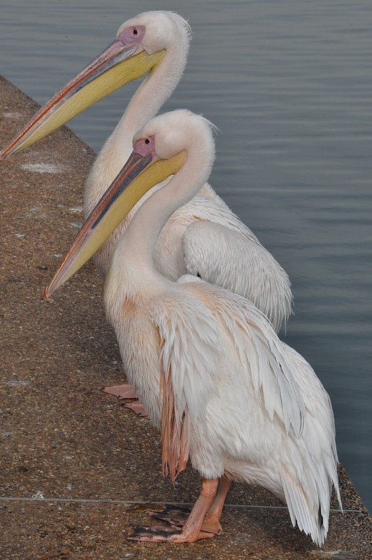 צילום: נוף נוף