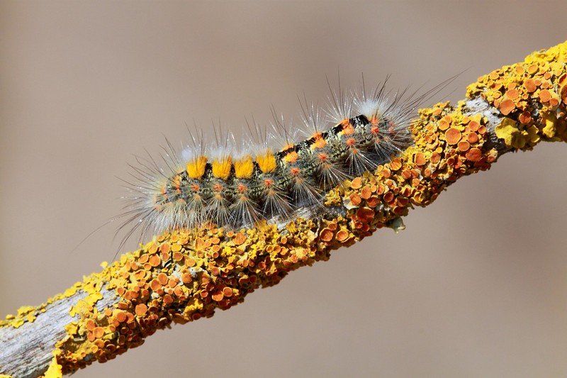עולה או יורד