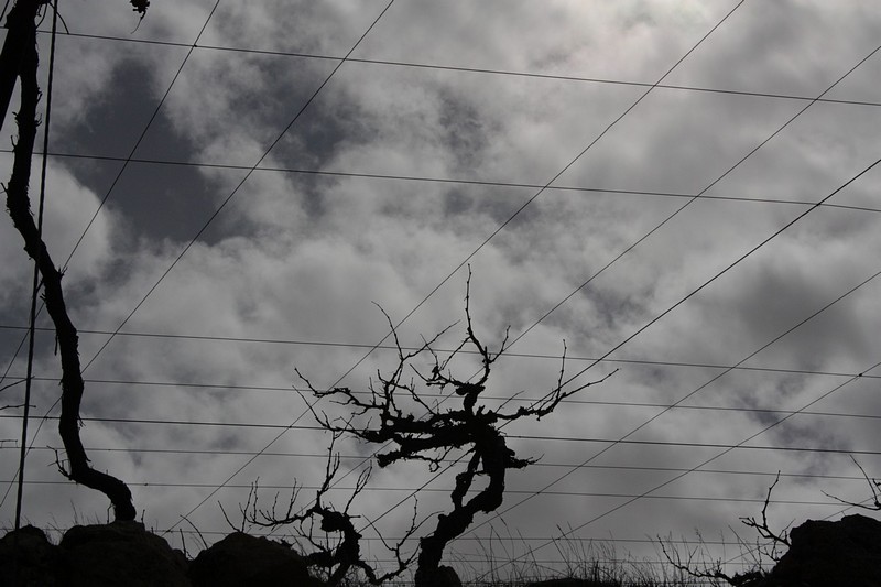 צילום: דוד ארנון