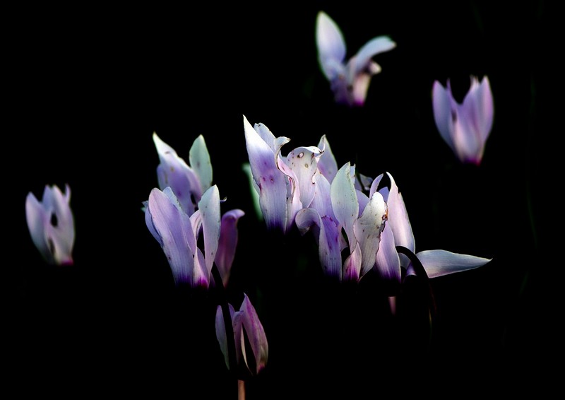 רקפות ממריאות