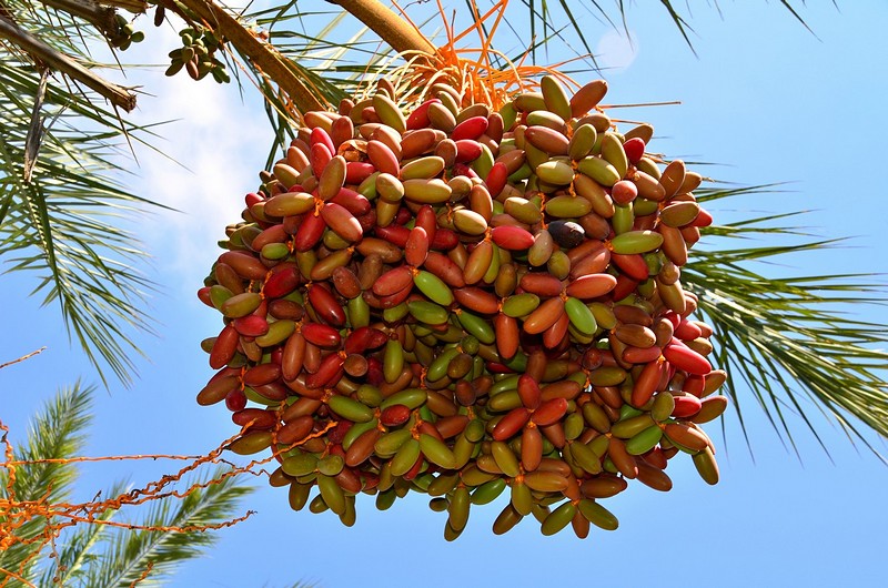 ט"ו בשבט הגיע