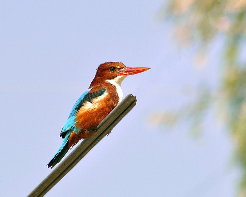 לבן חזה עירוני