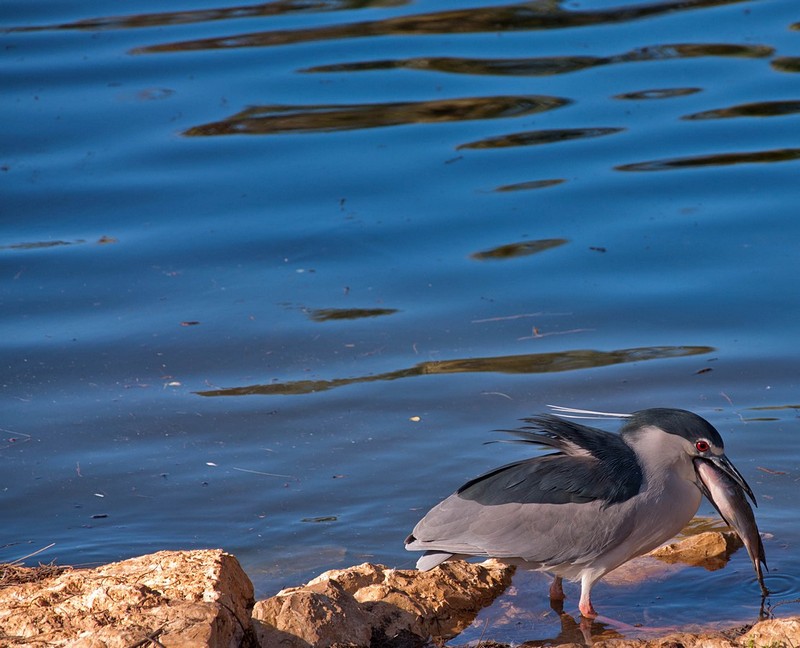 צילום: עמיר בוימן