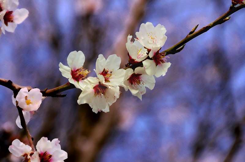 השקדיה פורחת