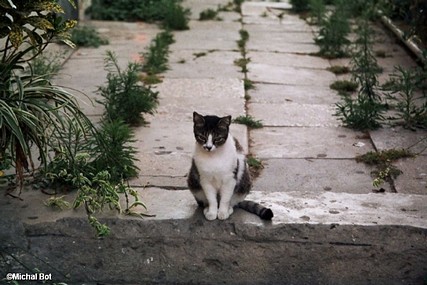 To jump or not to jump