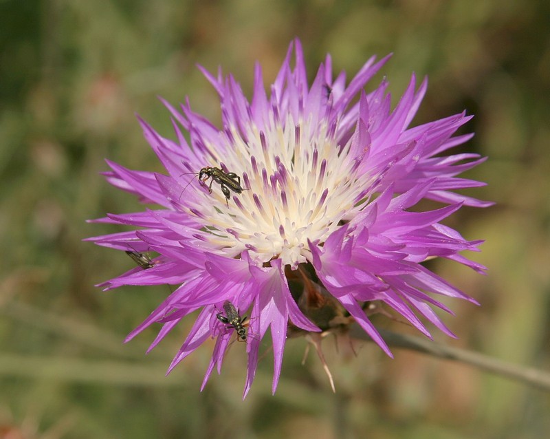 על הדבש ועל העוקץ