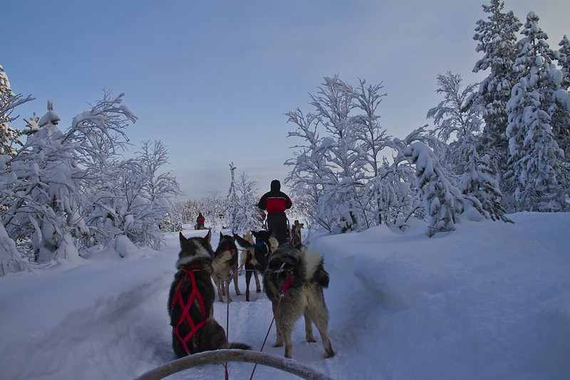 מזחלות כלבים לפלנד