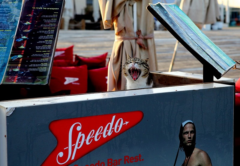 שומר הבארים