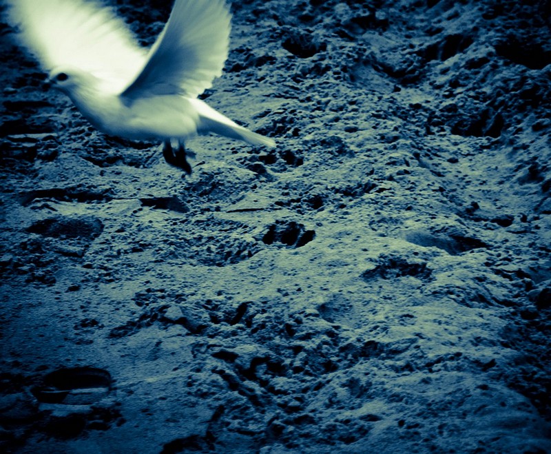 צילום: רן מנסנו