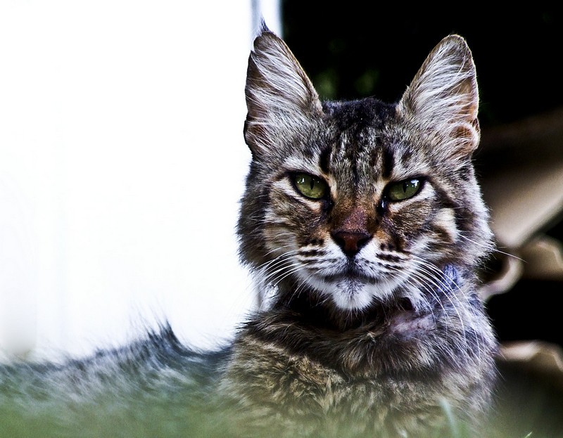 חתול מלכותי