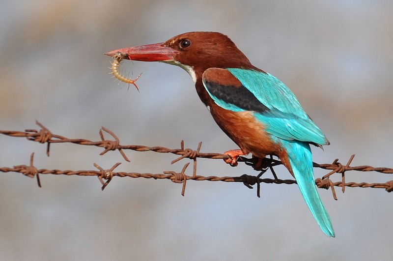 כשרעבים, אוכלים הכל