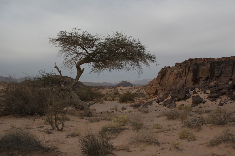 צילום: דוד ארנון