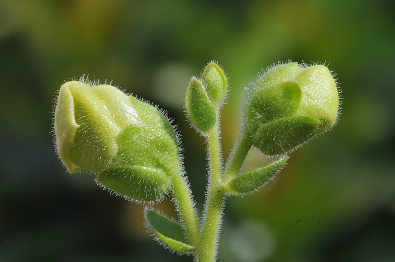 צילום: אסף חנני