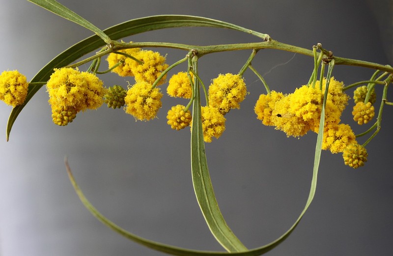 אביב מסביב 4