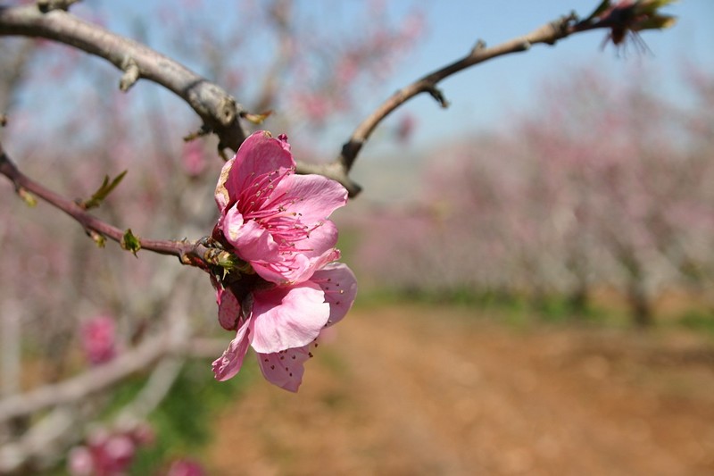 צילום: שירה טאוב