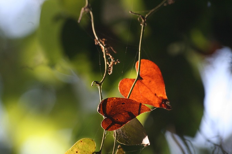 צילום: דוד ארנון