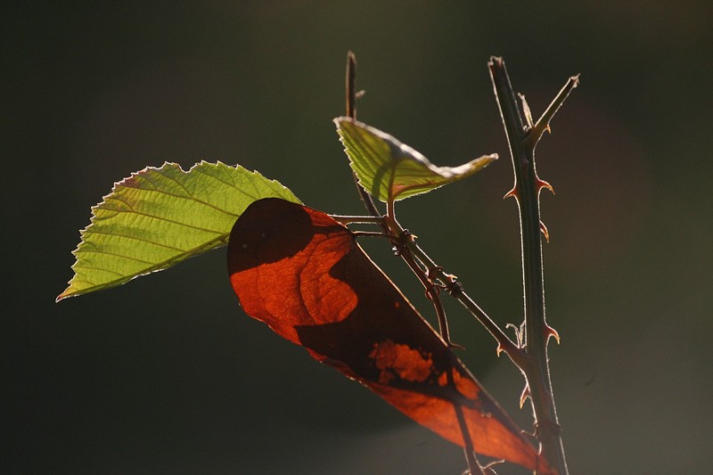 צילום: דוד ארנון