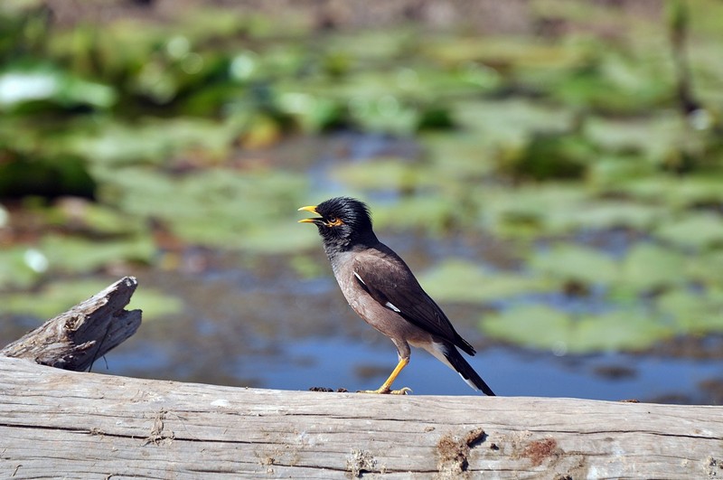 צילום: אושרי פינטו
