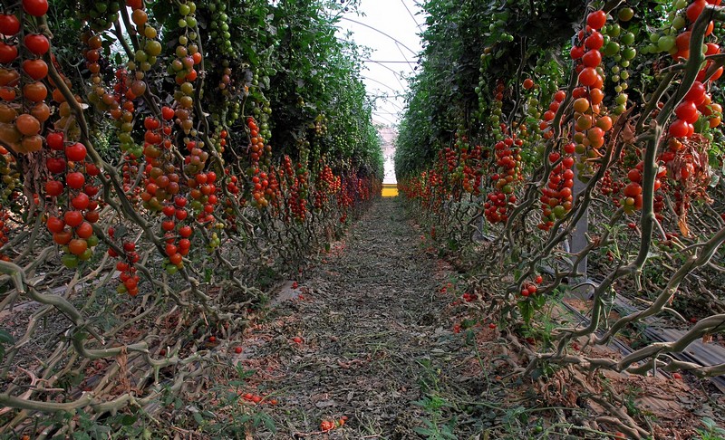 שרי על העצים
