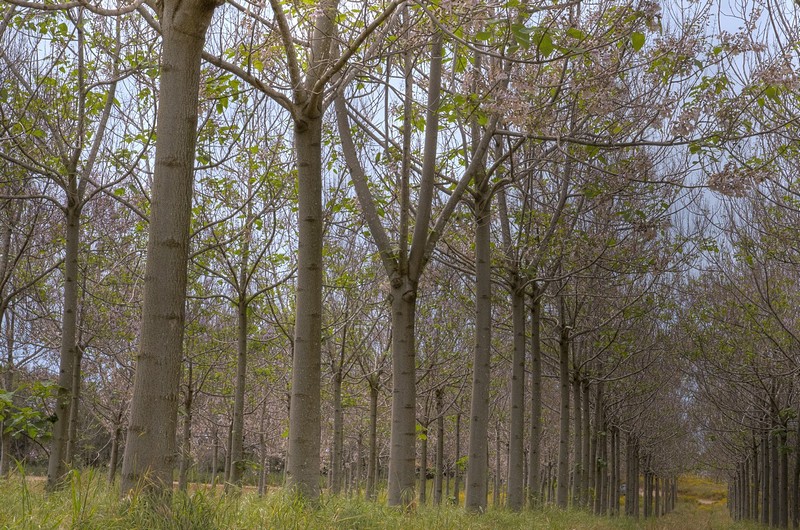 אור בקצה היער