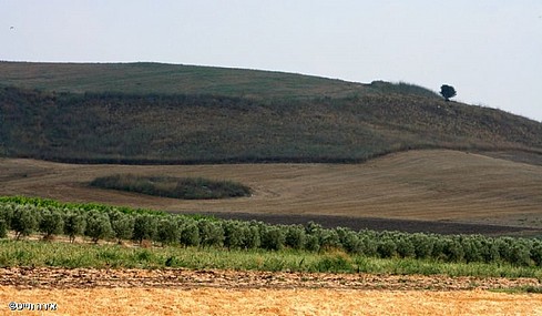 צורות של טבע