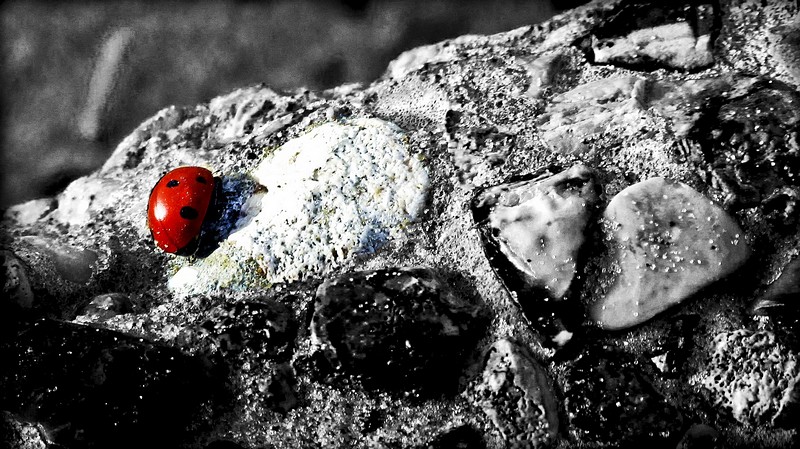 צילום: רעות אמסטרדמר