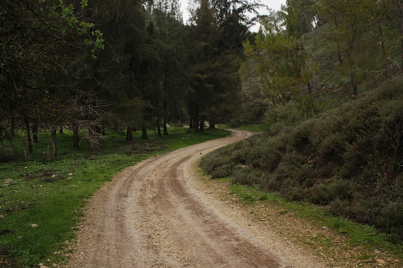 צילום: דוד ארנון