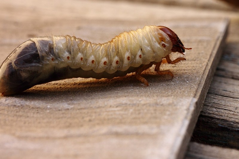 צעד קטן ל.....