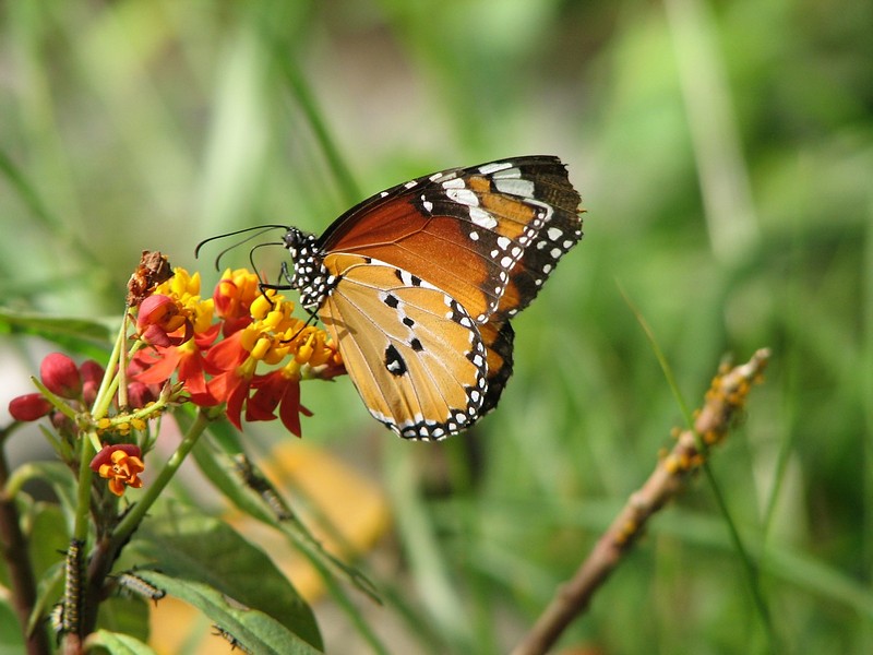 צילום: טל שכטמן